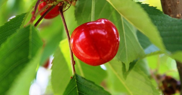 Dünyaca ünlü kirazın hasadı başladı