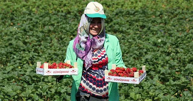 Gümüşhane’de çilek bereketi