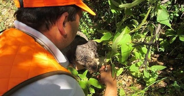 Hatay&#039;da &#039;siyah elmas&#039; bulundu