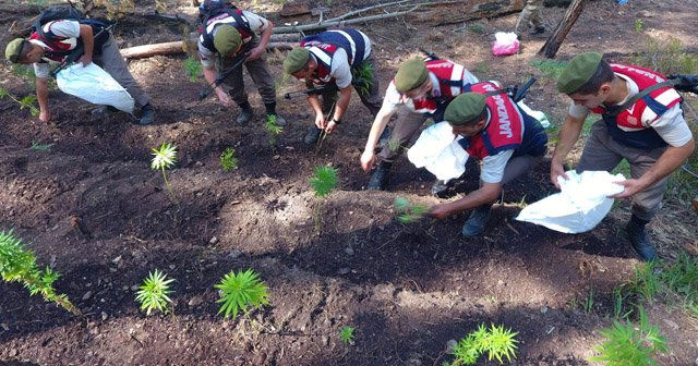 Jandarma ekipleri uyuşturucu çetesini çökertti