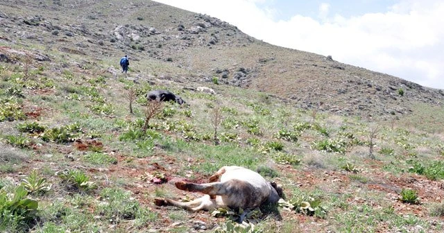 Kaçan 4 danayı vuran şahsa, para cezası kesildi