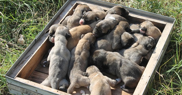 Kangal cinsi köpek tek batında 17 yavru doğurdu