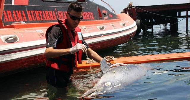 Kıyıya vuran yaralı yunusu kurtarma çabası kamerada