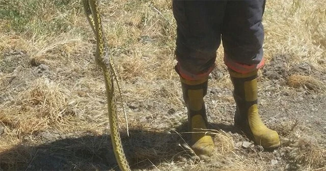 Kümese giren yılanı itfaiye ekipleri çıkararak doğal yaşamına bıraktı