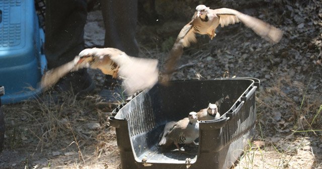 Manisa'da 4 bin keklik doğayla buluştu