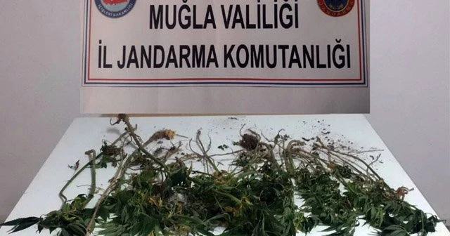 Ormanlık alanda kenevir operasyonu