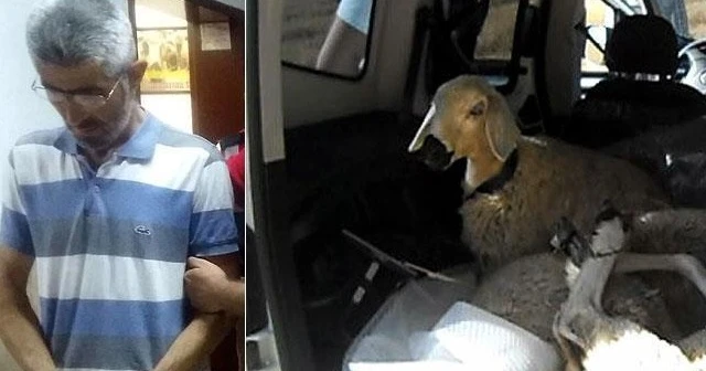 Patronunu çoban sanınca suçüstü yakalandı