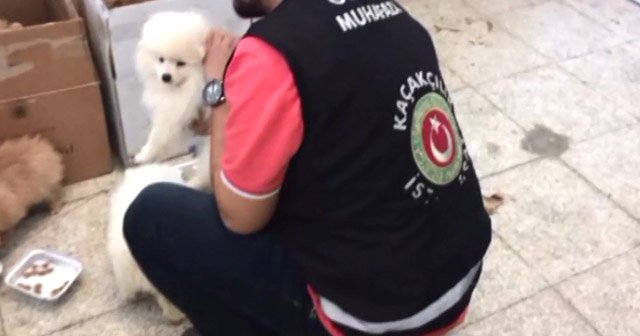 Sarp Sınır Kapısı'nda süs köpeği operasyonu