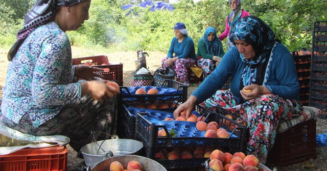 Şeftalinin tadı kaçtı