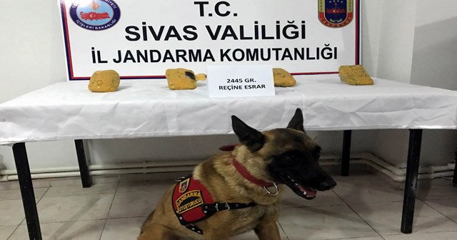 Sivas&#039;ta yolcu otobüsünde esrar ele geçirildi