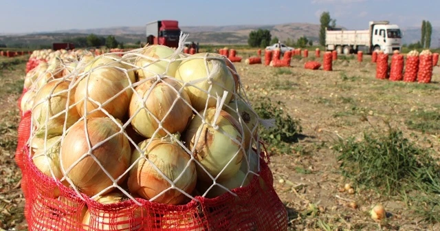 Soğanın fiyatı tarlada iki kat arttı