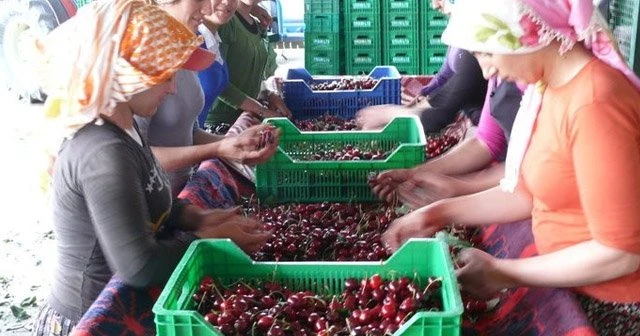 Söke’nin kirazı rotasını Uzakdoğu’ya çevirdi