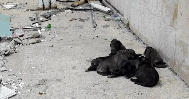 Yanan binada bulunan yavru köpekleri itfaiye ekipleri kurtardı