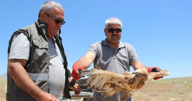 Yavru kızıl şahinler büyüyerek özgürlüğe kanat çırptı