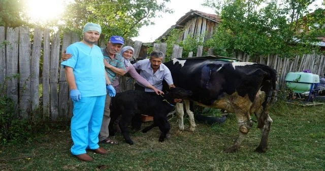 109 kilo ağırlığında doğan buzağı görenleri şaşırttı