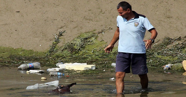 Adana&#039;da vahşet! Sulama kanalında at ve eşek kemikleri bulundu