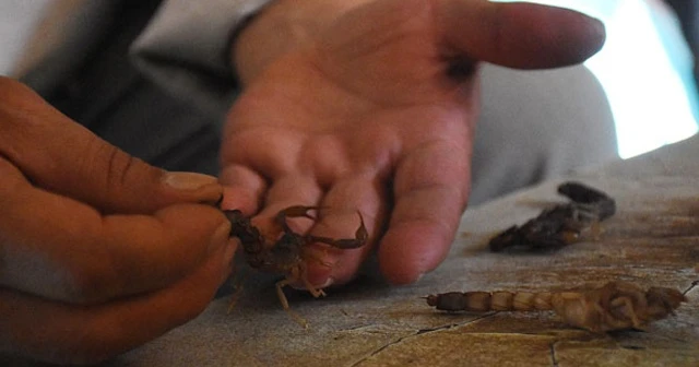 Akrepleri öldürmekten bıktı, evinde beslemeye başladı
