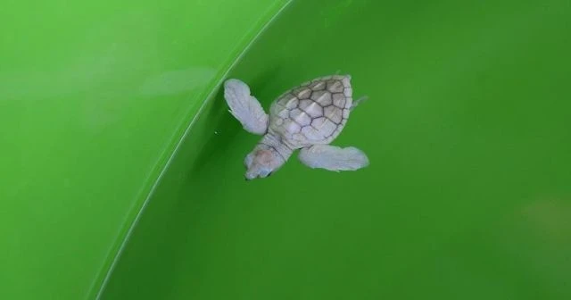 Albino deniz kaplumbağa yavrusu korumaya alındı