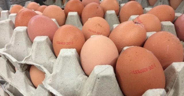 Almanya&#039;da Fipronil alarmı