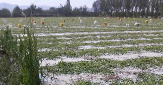 Aniden bastıran dolu, mahsullere zarar verdi