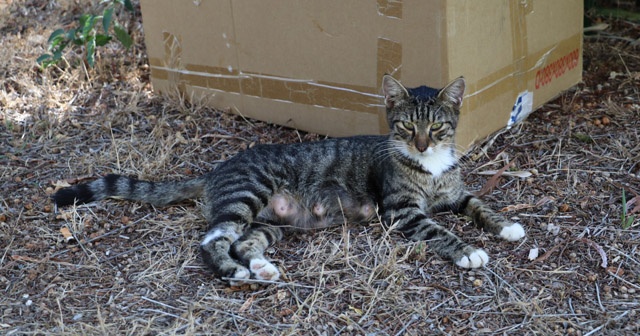 Antalya&#039;da kedi katliamı