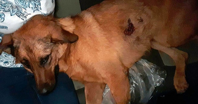 Antalya&#039;da sokak köpeğine kurşun yağmuru