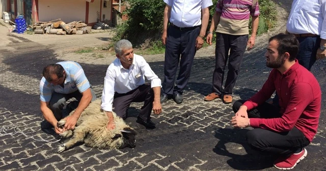 Asfalt için kurban kestiler