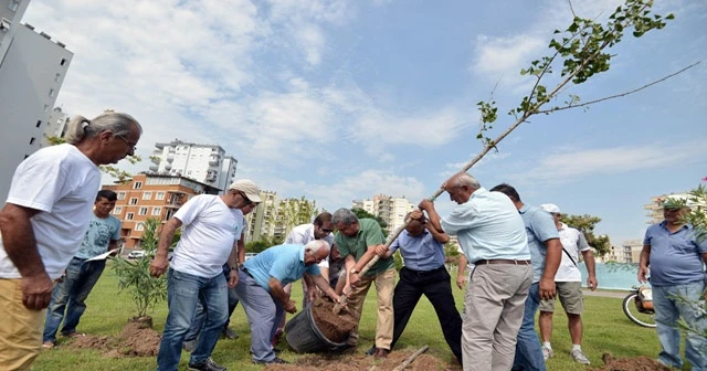 Atom bombasına direnen ağaç Antalya&#039;da kök salacak