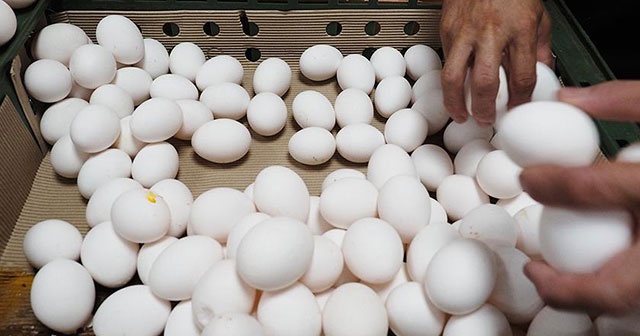 Böcek ilaçlı yumurta skandalı bir ülkeye daha sıçradı