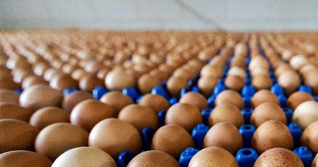 Avrupa’da milyonlarca yumurta raflardan kaldırıldı