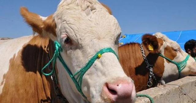 Bakanlık uyardı! Yasağa uymayana 50 bin liraya kadar ceza