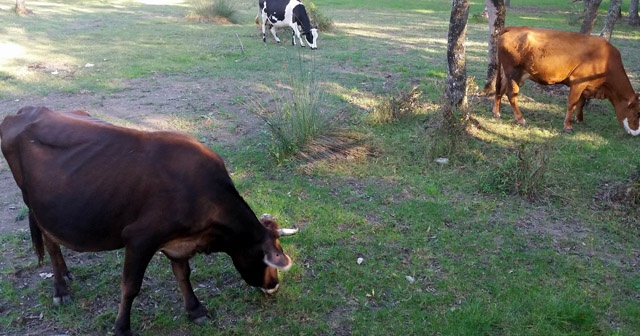 Besicilerden ‘kurban hissesi’ uyarısı