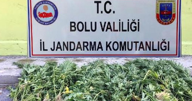 Bolu’da 72 kök kenevir ele geçirildi