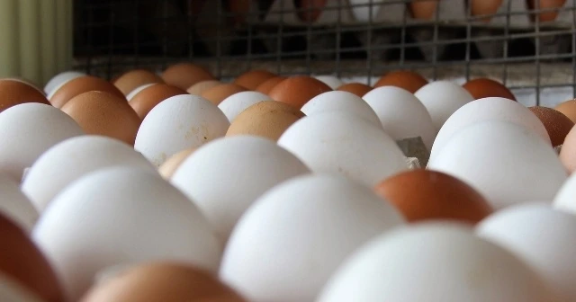Bu ülkede 20 ton zehirli yumurta satıldı