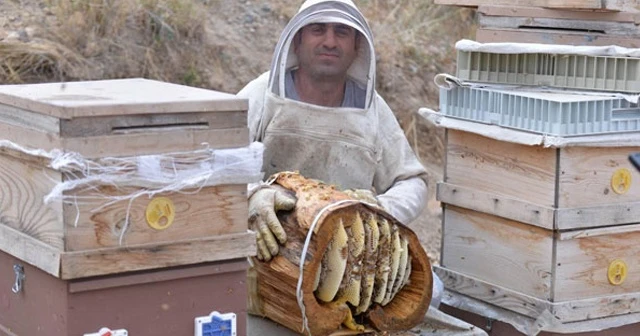 Cam kavanozda ve kütüğün içinde üretilen ballar hayrete düşürüyor