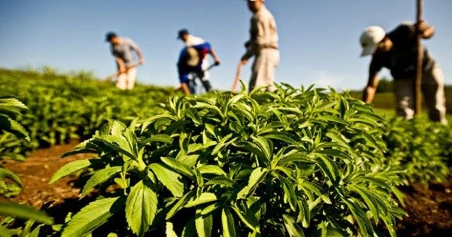 Çinliler ile Çaykur Rize'de ortak fabrika kurdu