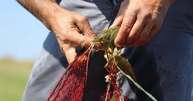 Denizsiz kentin kerevitleri köylünün geçim kaynağı oldu