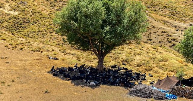 Engellilerin yayla sevinci