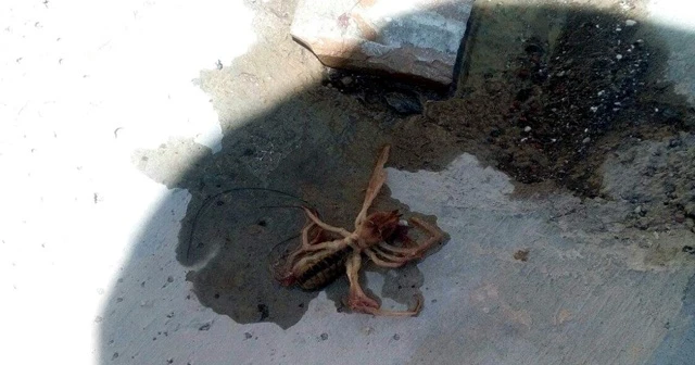 Et yiyen örümcek Kayseri'de görüldü