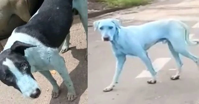 Hindistan'da mavi köpek şoku!