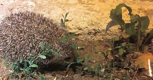 İstanbul sokaklarında görülen kirpilerin sırrı ortaya çıktı!