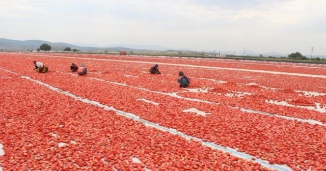 İzmir’den dünyaya ihraç ediliyor