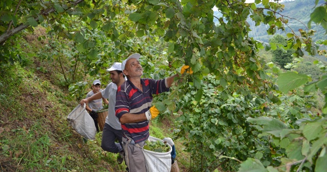 Karadeniz’de fındık hasadı başladı