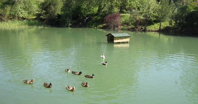 Korunan alanlarda 150 bin adet meyve fidanı toprakla buluştu