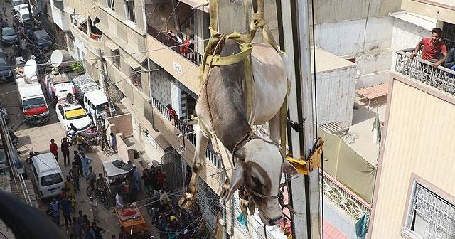 Kurbanlık büyükbaşlara &#039;çatı&#039; eziyeti