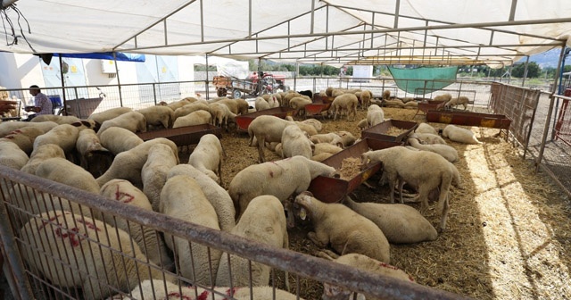 Kurbanlık fiyatlarında üreticiyle tüketicinin arası bulunacak