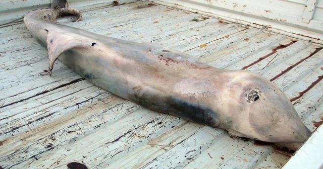 Mersin'de 200 kiloluk ölü yunus kıyıya vurdu