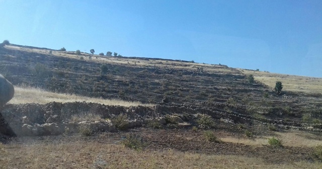 Midyat’ta yangın 50 dönümlük araziye zarar verdi