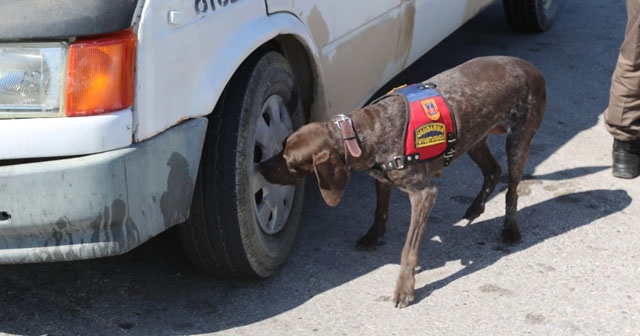 Narkotik köpeği uyuşturucuya geçit vermedi