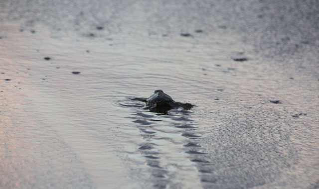 On binlerce yavru kaplumbağa denize bırakıldı